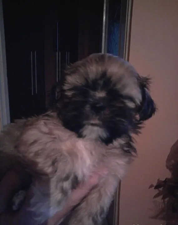 Piękne Shih Tzu sprzedam