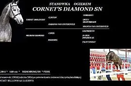 Stanówka ogierem SWB Cornet's Diamond SN (Cornet O, Piła