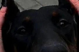 Dobermanka 2 lata prawie