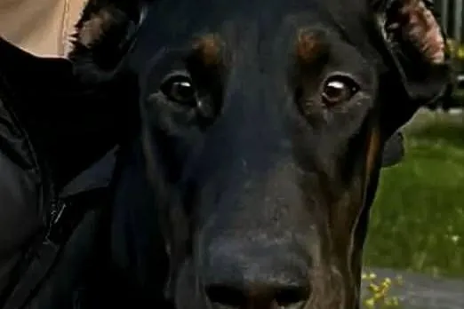 Dobermanka 2 lata prawie, Kujawsko-pomorskie, Toruń
