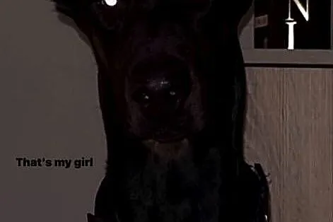 Dobermanka 2 lata prawie, Kujawsko-pomorskie, Toruń