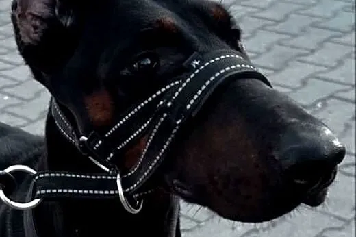 Dobermanka 2 lata prawie, Kujawsko-pomorskie, Toruń
