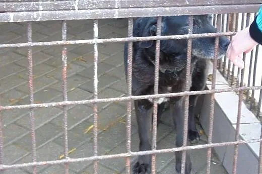 Czarnula z cudnym, posiwiałym pyszczkiem szuka koc
