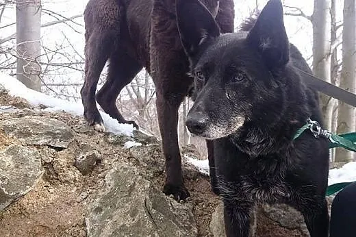 Czarnula z cudnym, posiwiałym pyszczkiem szuka koc