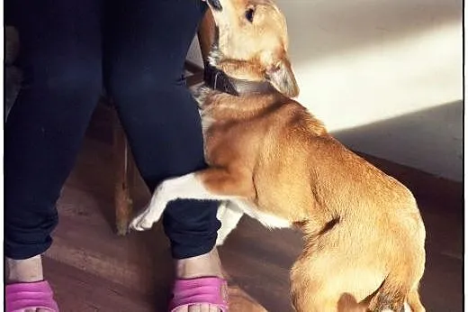 MALINKA piękna młoda dziewczynka do adopcji :),  w