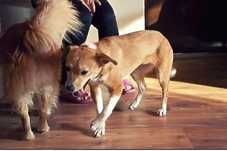 MALINKA piękna młoda dziewczynka do adopcji :),  w