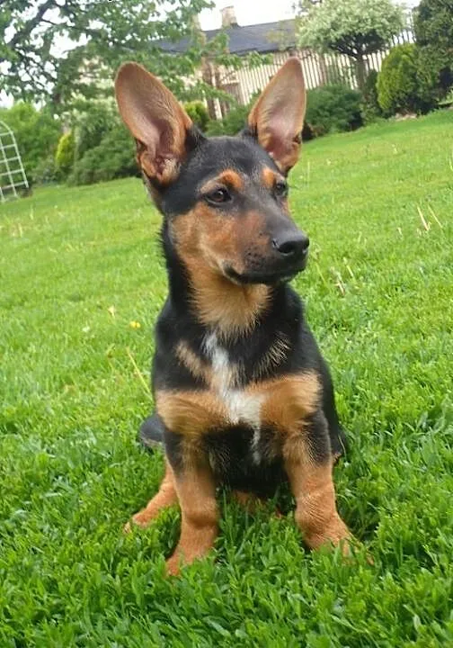 Flex do adopcji szczeniak w typie jamnika, mazowi