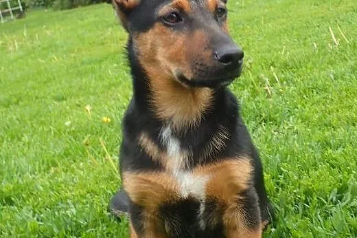 Flex do adopcji szczeniak w typie jamnika,  mazowi