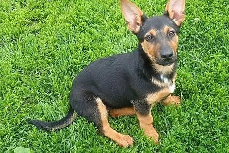 Flex do adopcji szczeniak w typie jamnika,  mazowi