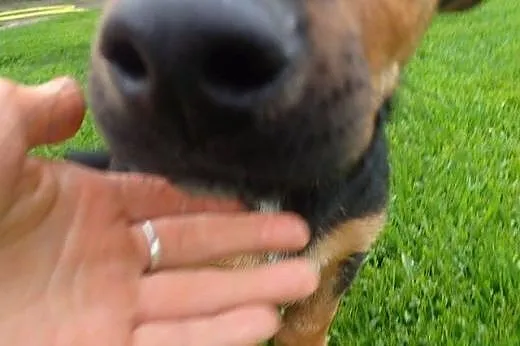 Flex do adopcji szczeniak w typie jamnika,  mazowi