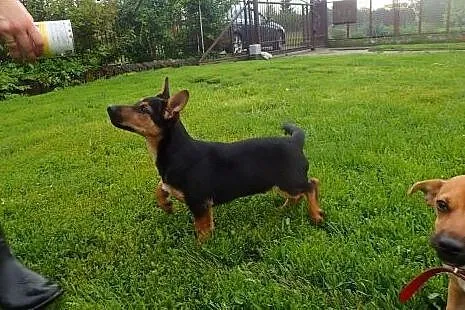 Flex do adopcji szczeniak w typie jamnika,  mazowi
