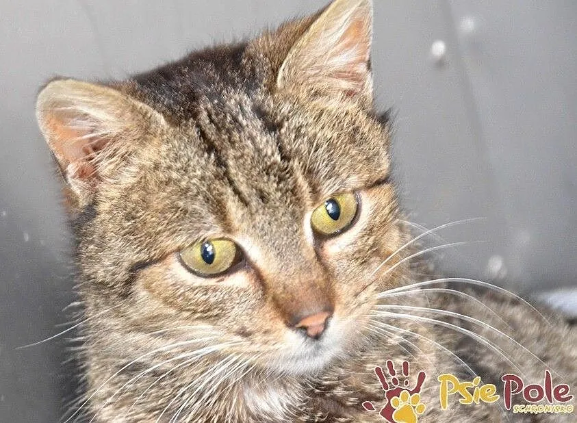 COCCOLINKA-delikatna, śliczna mała bura koteczka prosi o dom, adopcja, Małopolskie, Kraków