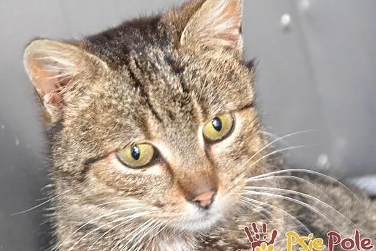 COCCOLINKA-delikatna, śliczna mała bura koteczka prosi o dom, adopcja, Małopolskie, Kraków