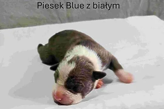 Szczeniaki American staffordshire terrier