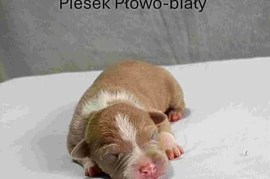 Szczeniaki American staffordshire terrier, Lubelskie, Nieledew