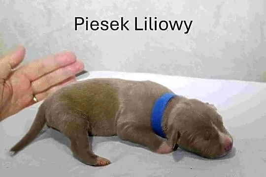 Szczeniaki American staffordshire terrier, Lubelskie, Nieledew