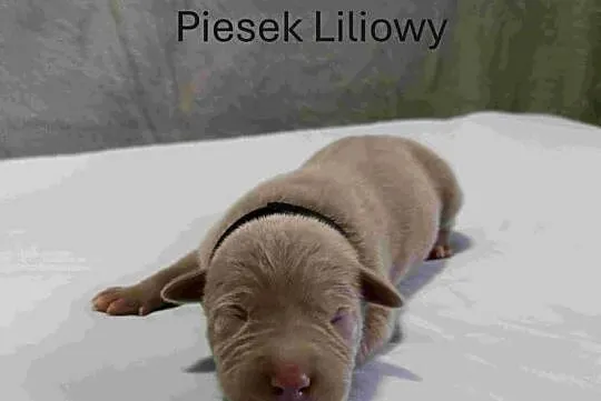Szczeniaki American staffordshire terrier, Lubelskie, Nieledew