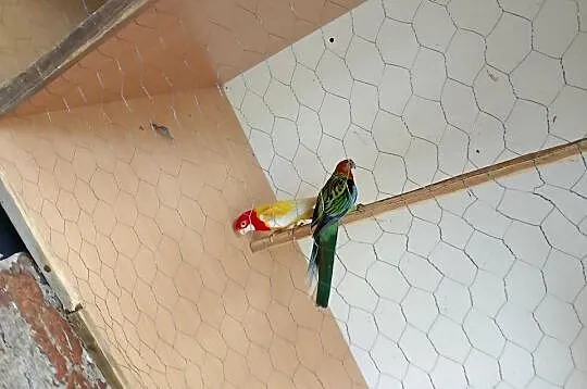 Papugi rozelle białolice królewskie faliste