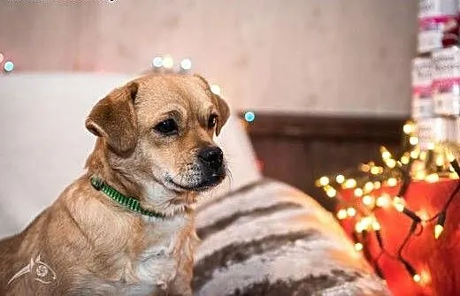 Chociaż inne psy dystansuje, to koty akceptuje. Ka