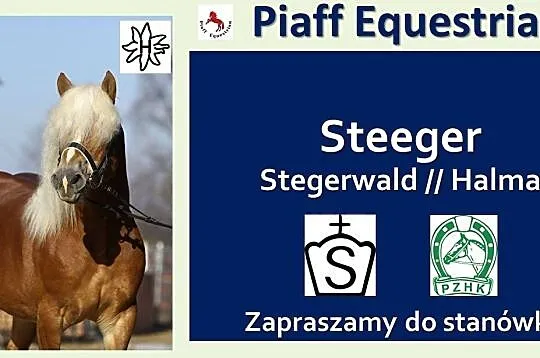 STANÓWKA 2021 PIAFF EQUESTRIAN - OGIER HAFLINGER -, Reńska