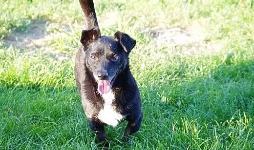 Maniuś łagodny, wesoły, bezproblemowy psiak ADOPCJ