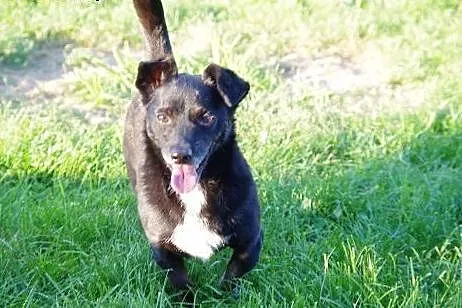 Maniuś łagodny, wesoły, bezproblemowy psiak ADOPCJ