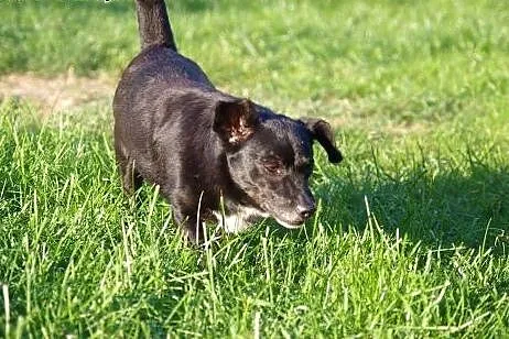 Maniuś łagodny, wesoły, bezproblemowy psiak ADOPCJ