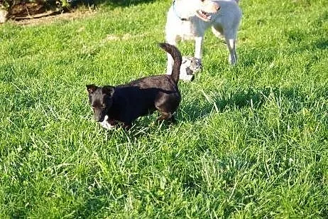 Maniuś łagodny, wesoły, bezproblemowy psiak ADOPCJ