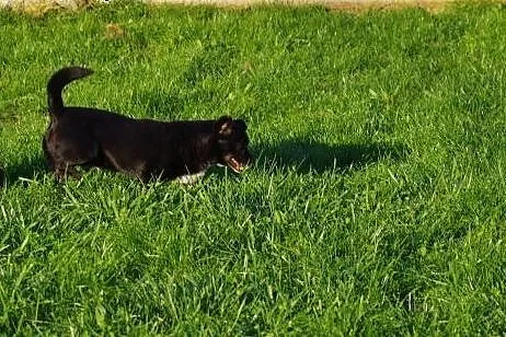 Maniuś łagodny, wesoły, bezproblemowy psiak ADOPCJ
