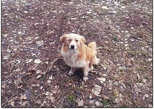 BINGO kudłate cudo do ADOPCJI!, łódzkie Łódź