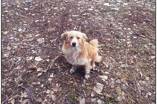 BINGO kudłate cudo do ADOPCJI!,  łódzkie Łódź