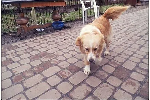 BINGO kudłate cudo do ADOPCJI!,  łódzkie Łódź