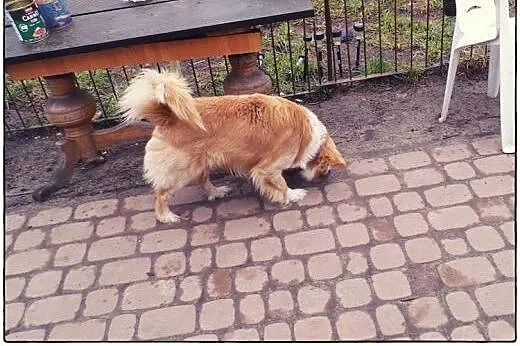 BINGO kudłate cudo do ADOPCJI!,  łódzkie Łódź