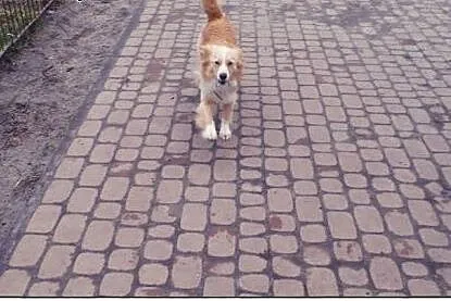 BINGO kudłate cudo do ADOPCJI!,  łódzkie Łódź