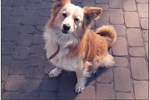 BINGO kudłate cudo do ADOPCJI!,  łódzkie Łódź