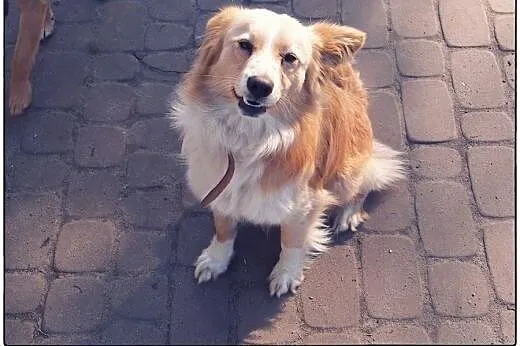 BINGO kudłate cudo do ADOPCJI!,  łódzkie Łódź