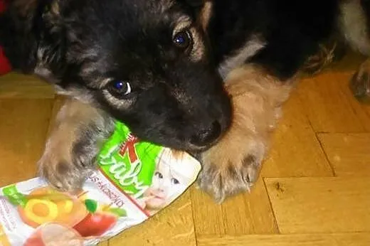 9 tygodniowe MALUSZKI szukają super domów!,  Kunde