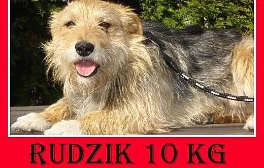 10kg,terrier mix,młody,łagodny,grzeczny,tulaśny pi
