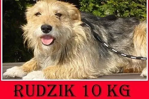 10kg,terrier mix,młody,łagodny,grzeczny,tulaśny pi
