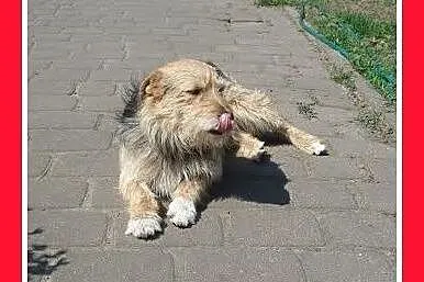 10kg,terrier mix,młody,łagodny,grzeczny,tulaśny pi