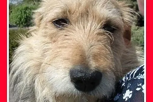 10kg,terrier mix,młody,łagodny,grzeczny,tulaśny pi