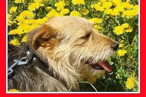10kg,terrier mix,młody,łagodny,grzeczny,tulaśny pi