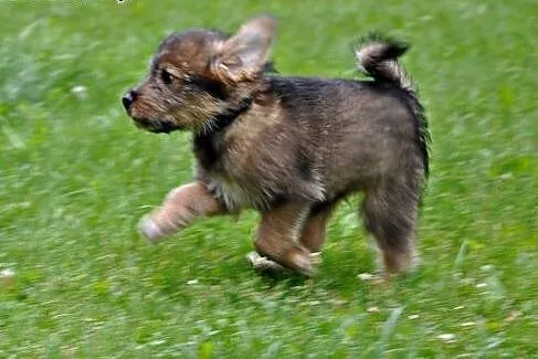 2 mies. słodziak Wilku szuka kochającego domu!,  m