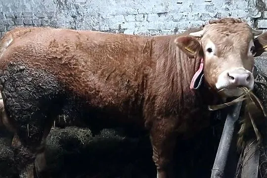 Byk limusine rozplodnik, Warmińsko-mazurskie, Lidzbark Warmiński