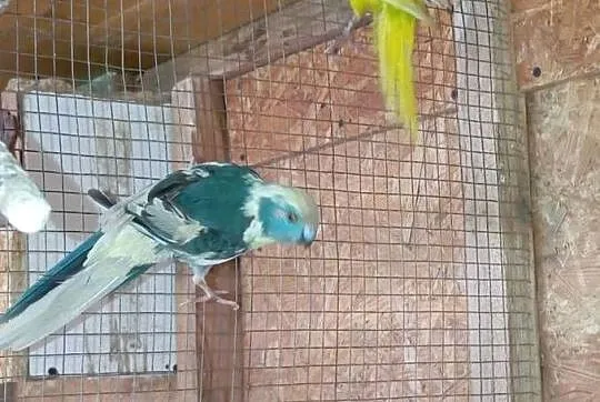 Para lęgowa kóz, papugi kozie, modrolotki, Podkarpackie, Jasło