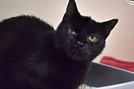 Rysiek - przyjazny kotek szuka domku!,  śląskie So, Sosnowiec