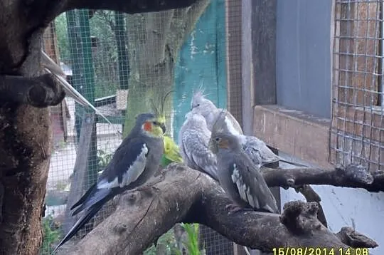 Przygarne papugi i nietylko
