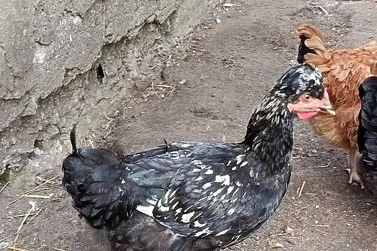 Kogut czubatek młodu, Dolnośląskie, Syców