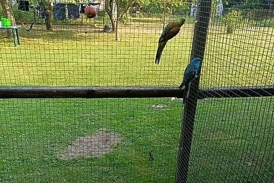 Sprzedam świergoty, Małopolskie, Ochmanów