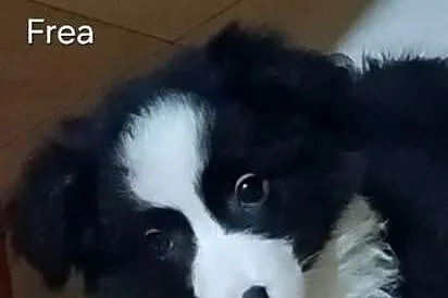Frea sunia Border Collie gotowa na zmianę domu, Łódzkie, Łódź